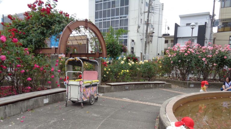 満開のバラと、カートの中の子どもたち＾＾（１歳児　だいち組）