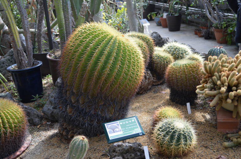 楽しみにしていたお別れ遠足🚃(2歳児 あめ組)