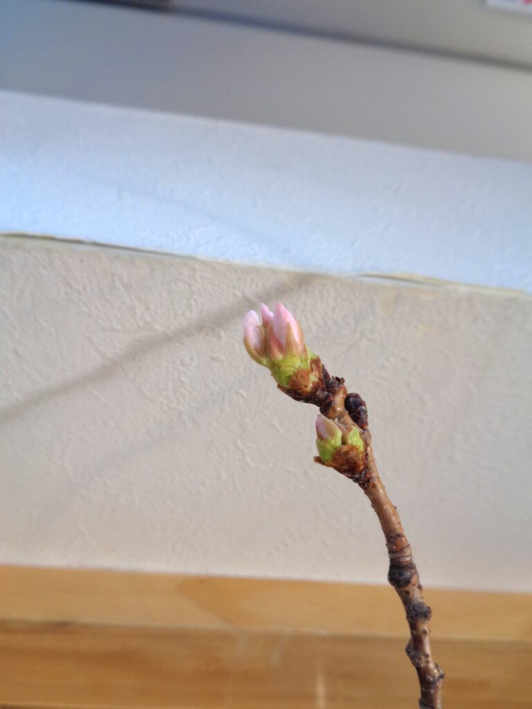 待ちに待った春がやってきた🌸