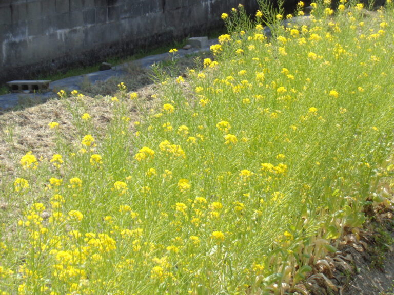 子ども人気メニューレシピ🥗