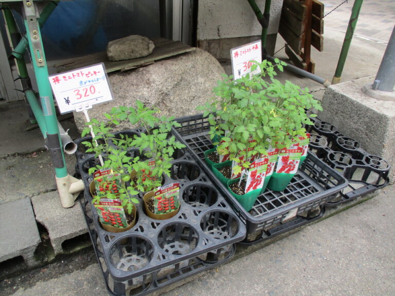 だいちぐみのお野菜は、、、？🍅（1歳児　だいちぐみ）