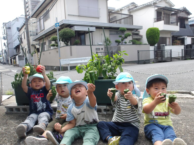 みんなで育てたピーマンを、、、✂（2歳児　あめぐみ）