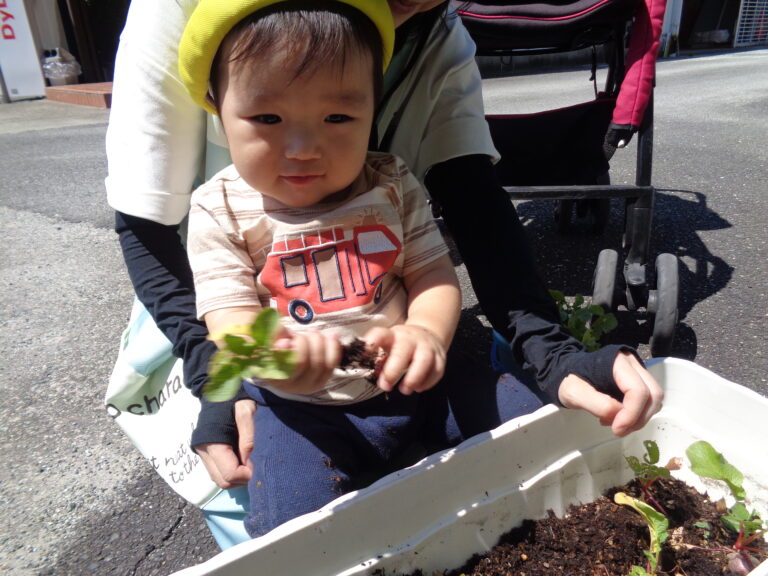 元気に育ったラディッシュの収穫🌱（0歳児　うみぐみ）