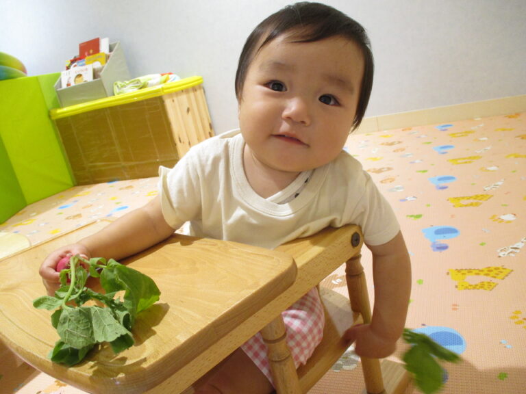 ラディッシュってどんな？？（０歳児　うみぐみ）