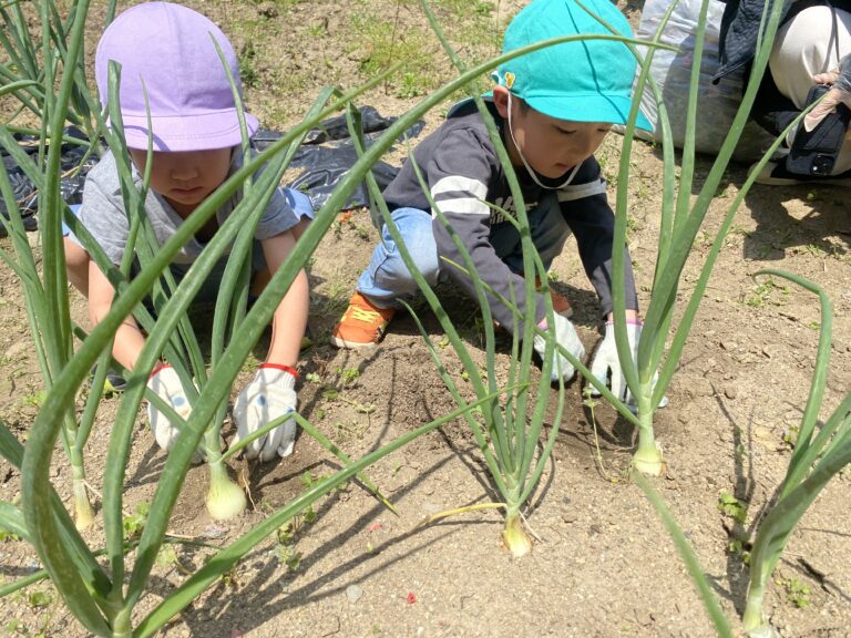 玉ねぎゲットだぜ🧅❗️
