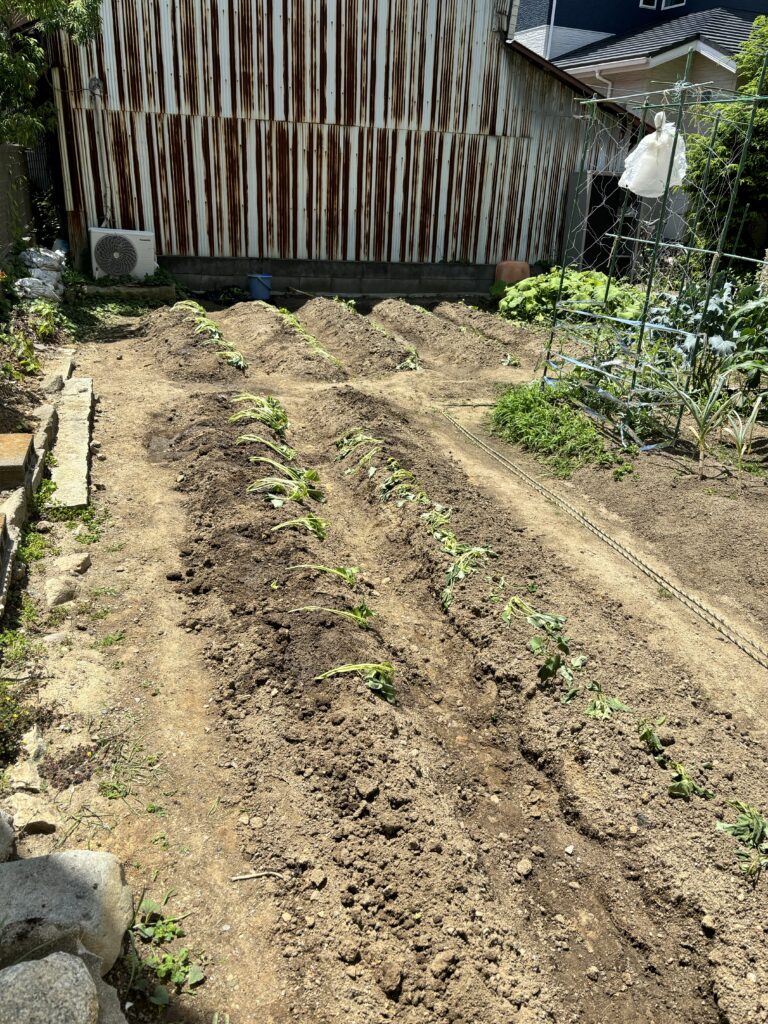 さつまいもできるかな？🍠(3、４、５歳児）