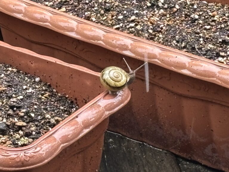 梅雨入り宣言🐌