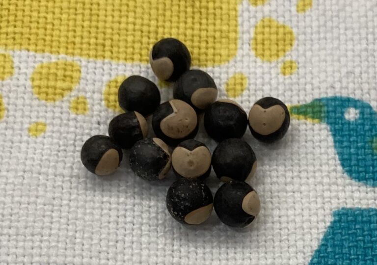 取ったり、取られたり…