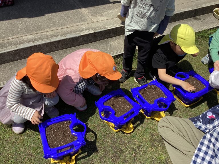 あさがお、植えました！（しろくじらチーム）