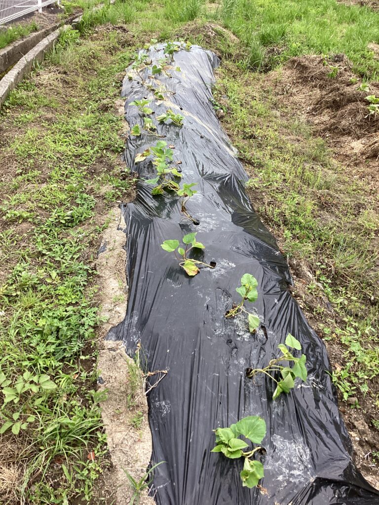 大きくなってるね☺️　　　　（しろくじらチーム）