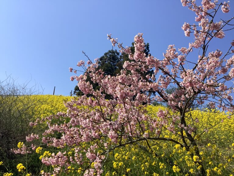 きいろがいっぱい（年長児）