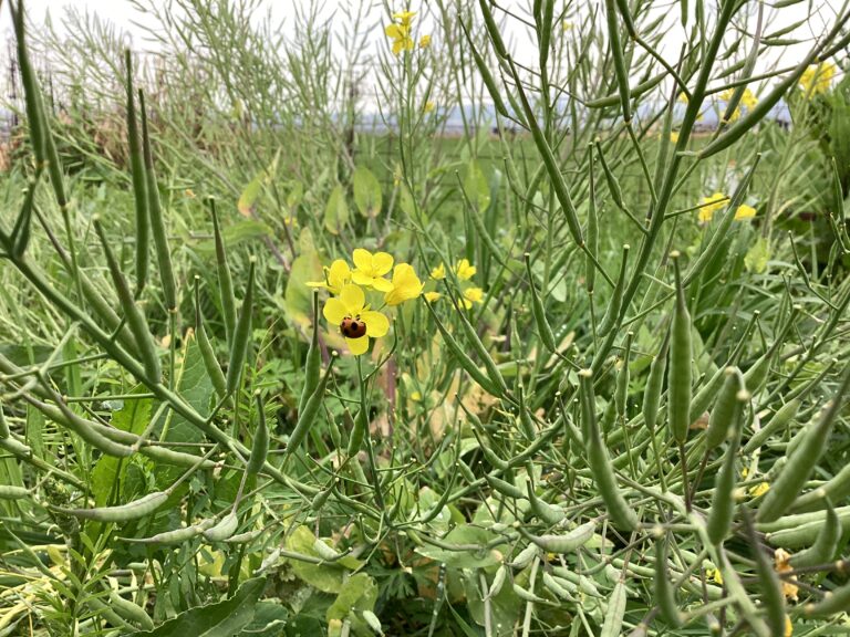 ワクワクとドキドキ💓（くじらチーム）