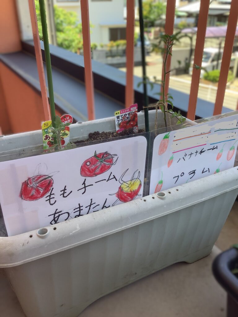 私たちのトマト🍅