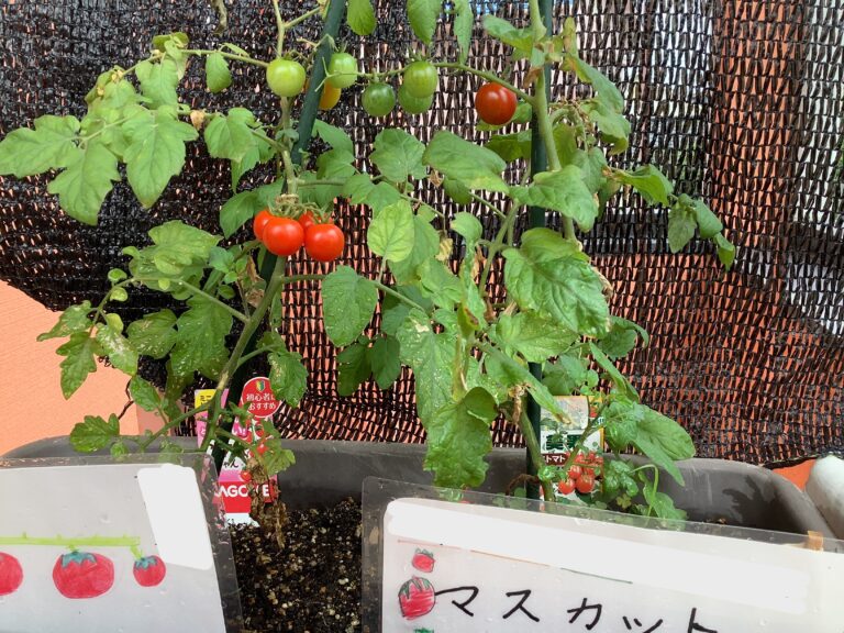 トマトの収穫