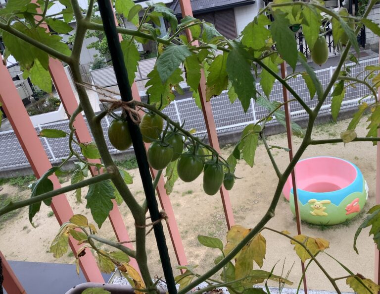 真っ赤なトマト