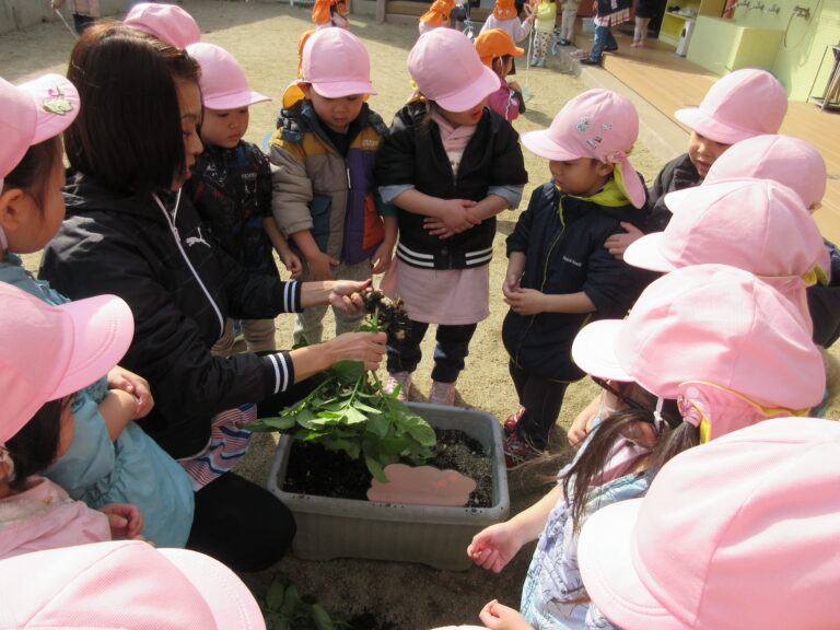 じゃがいも掘ったよ👐（3歳児）