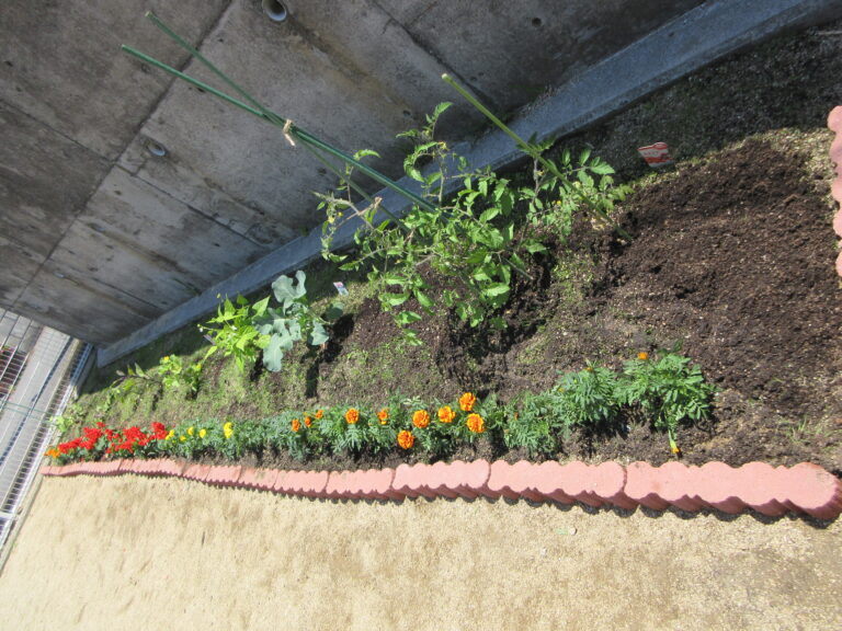 こども園の畑🥬