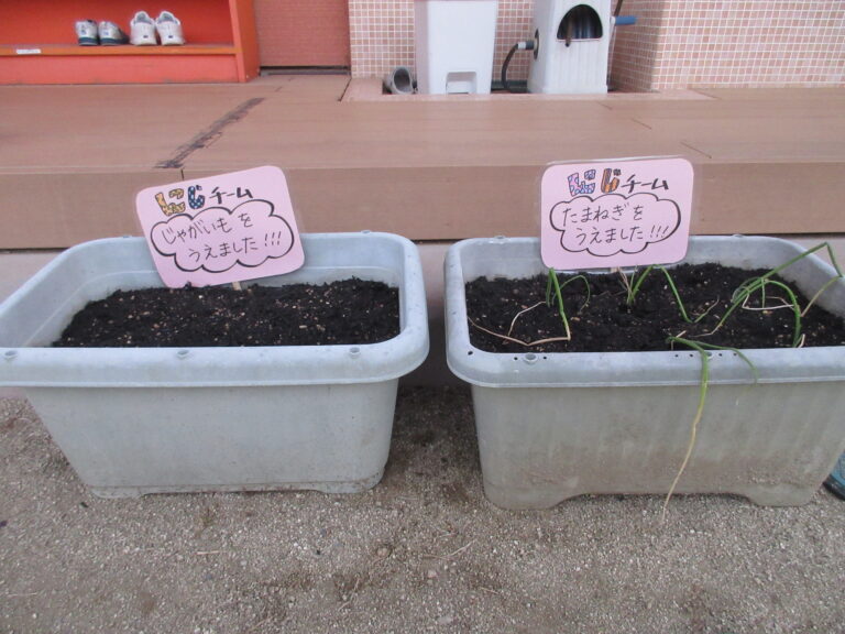 植えました🌱(３歳児)