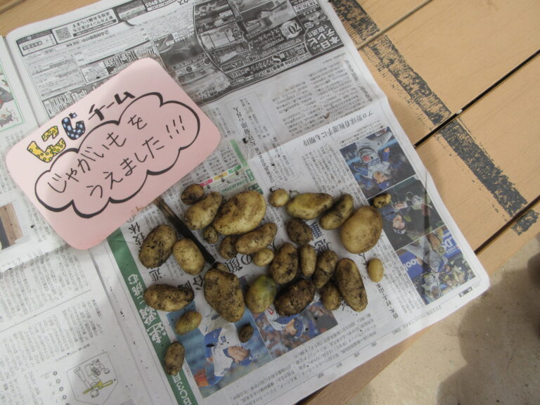 🥔土の中からたくさん✨じゃがいもの収穫🥔（４歳児）