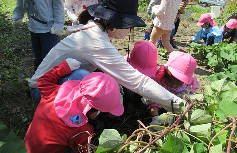 食育活動<br />
栽培・収穫体験・クッキングなど身近なところから食に関わる様々な体験をします。