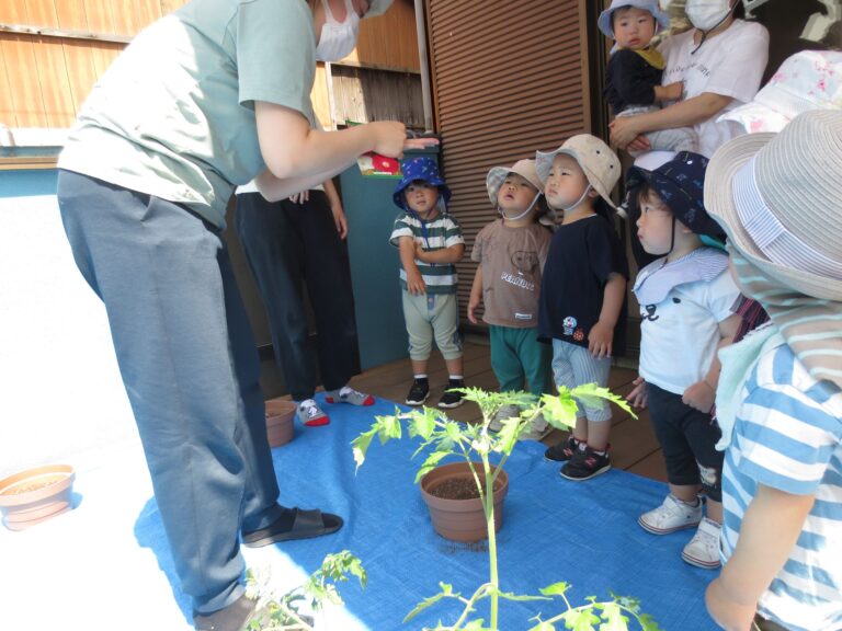 ☆ミニトマトの苗植え☆朝顔の種まきをしました！