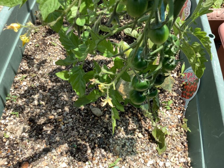 おおきくなあれ！