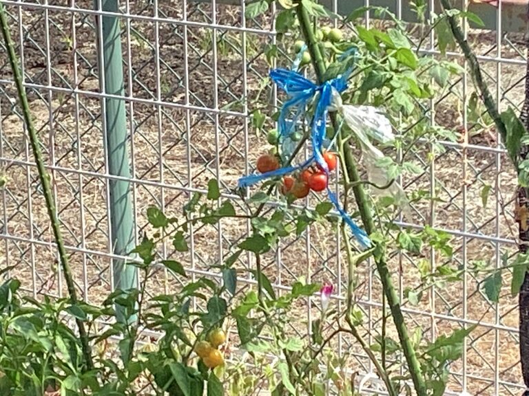 おおきくなあれ！