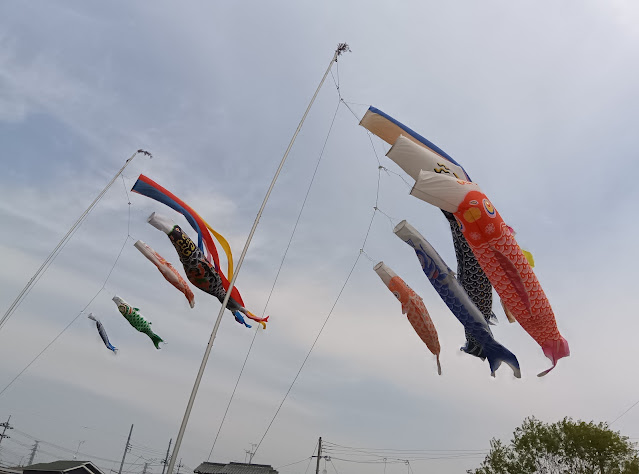 こいのぼりがいっぱい