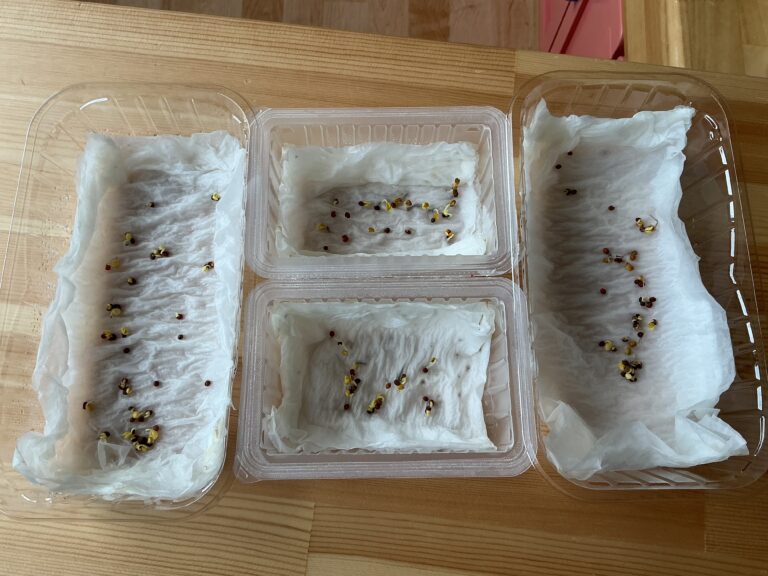 3.4歳「かいわれブロッコリーを育ててみよう！」