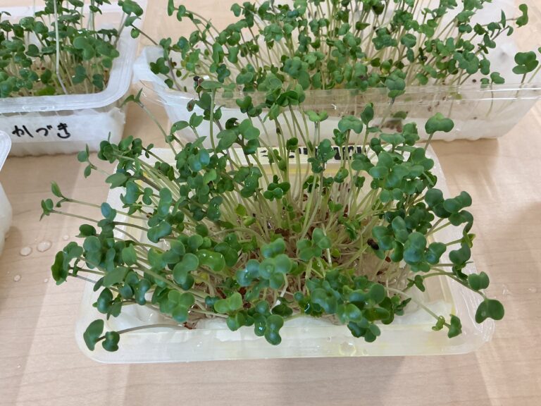 3・4歳児「やったぁ！育ったよ！みんなでいただきま～す」