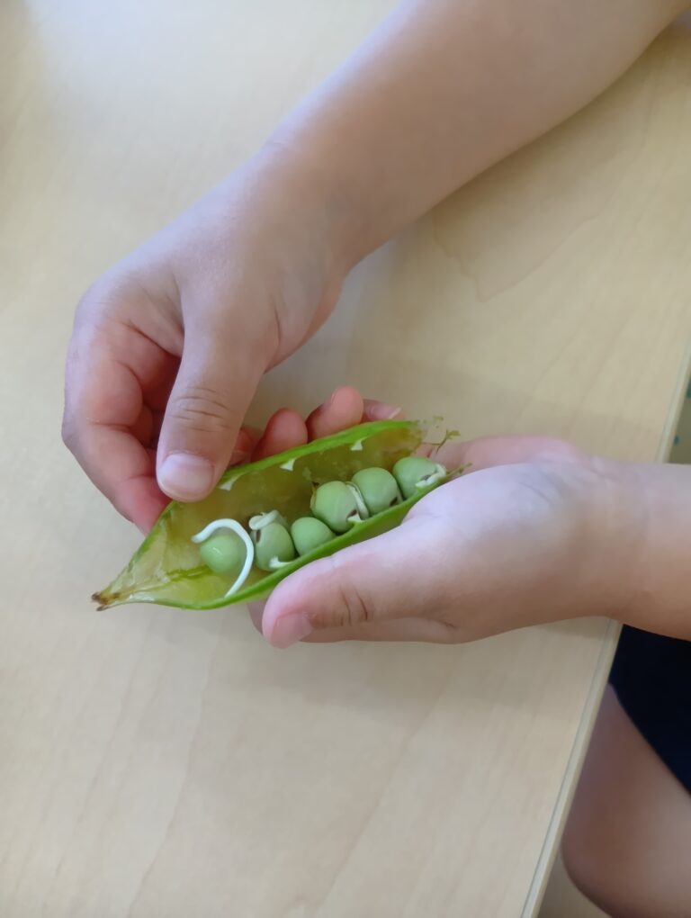 4・5歳児　【食育】　「さやえんどうの皮むきをしたよ」