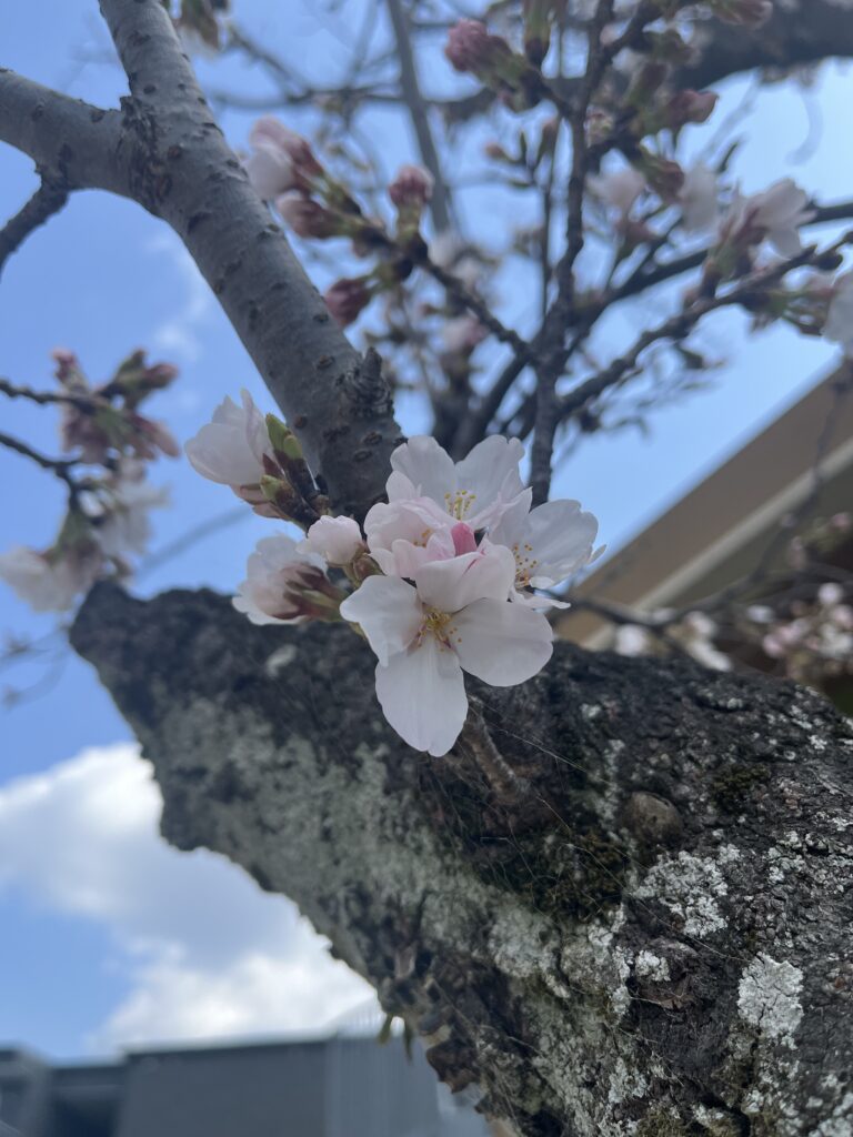園長先生、来て！