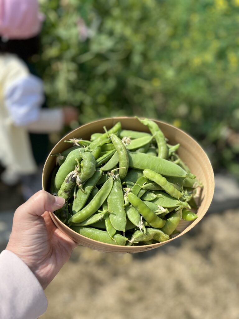 今年度最後のお豆さん🫛