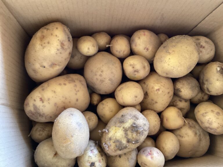 じゃがいもゴロゴロ！