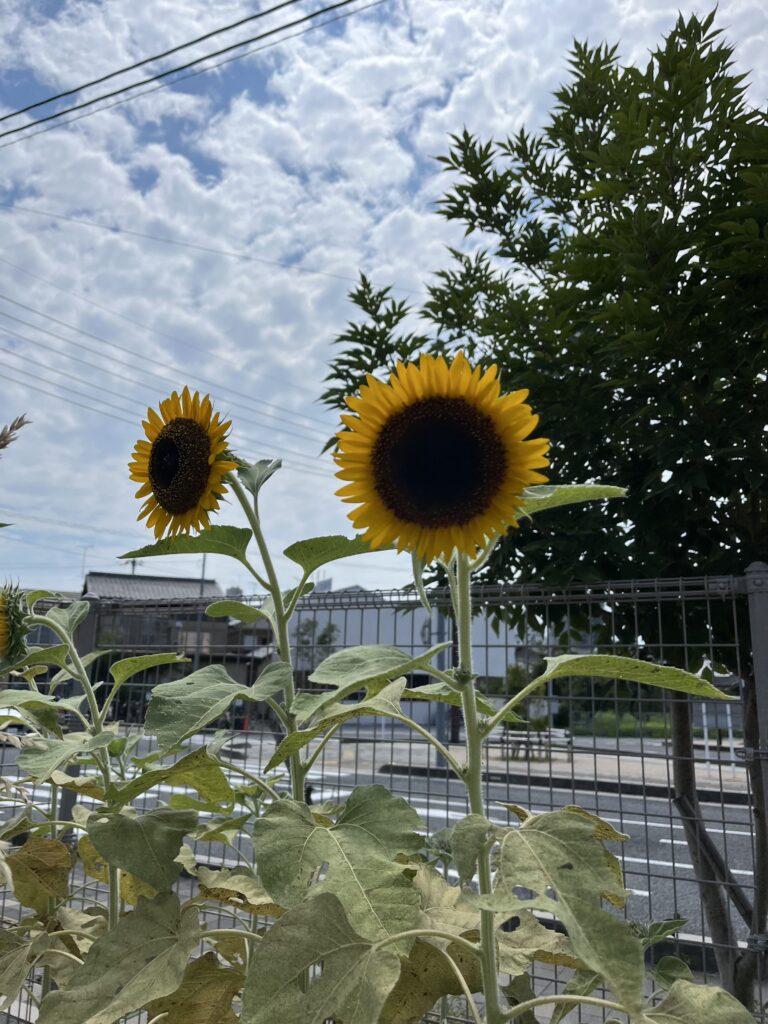 太陽に向かってまっすぐ！