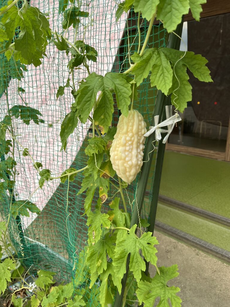 できた！白ゴーヤ！