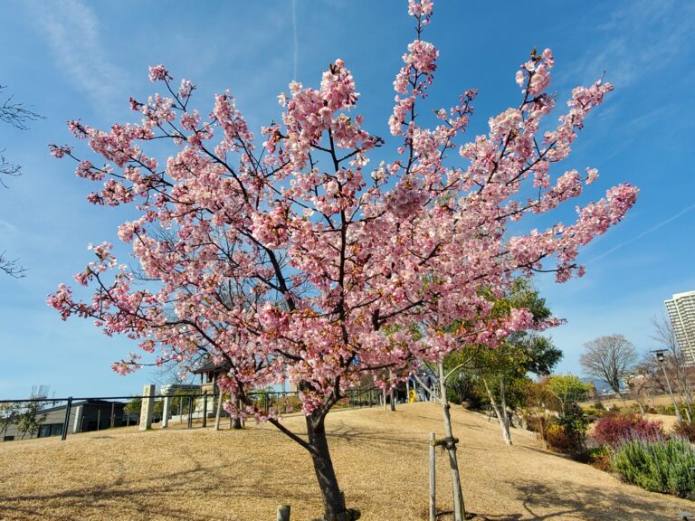 春はすぐそこに🌸(1歳児🐬)