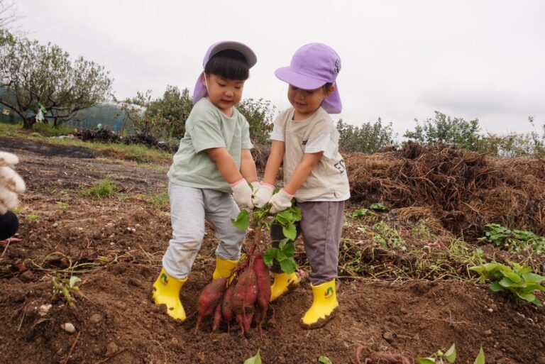 みんなで頑張ったよ！お芋掘り遠足（2歳児🐳）