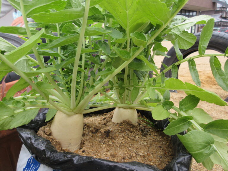 小さな成功、大きな自信~仙台風芋煮!?~