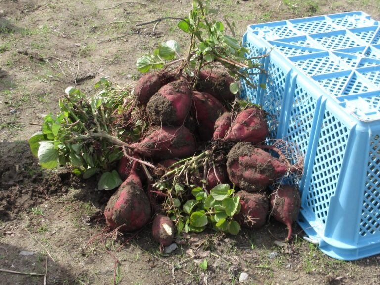 いもほりへ行ったよ！