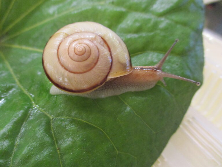 四国地方、梅雨入りしました☔