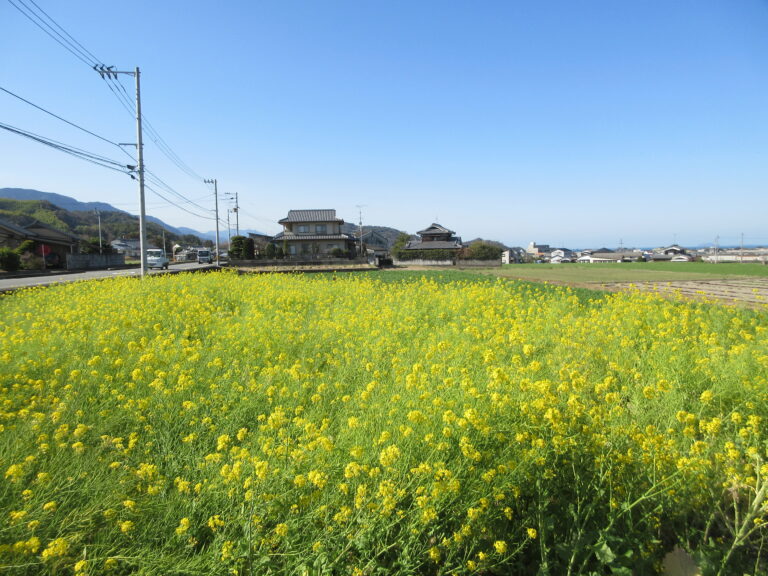 菜の花見に行きました！