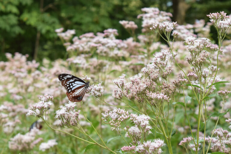 蝶を呼ぶ植物
