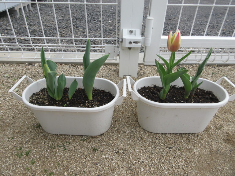 🌷チューリップが咲きましたよ🌷