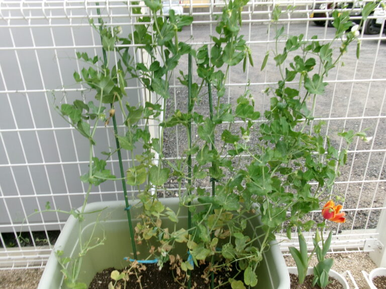 スナップエンドウの収穫😊（2歳児）