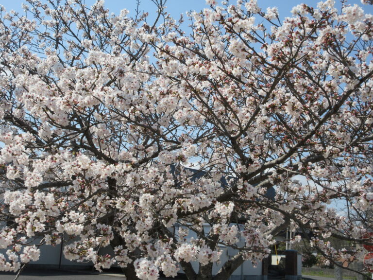 🌸お花見してきたよ🌸