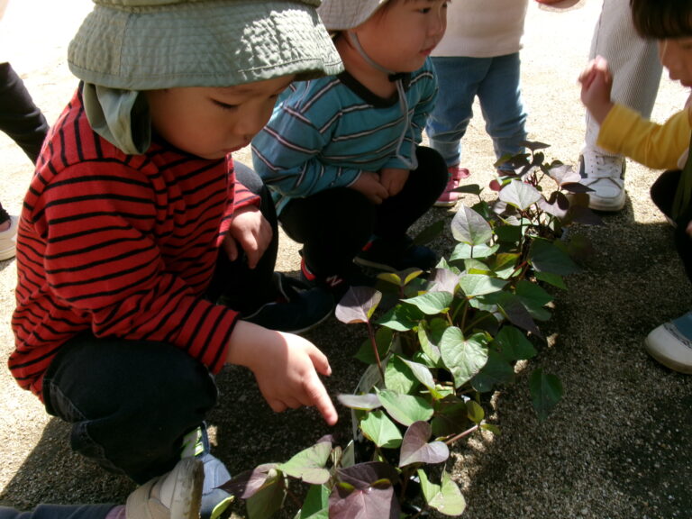 さつま芋の苗植え🌱