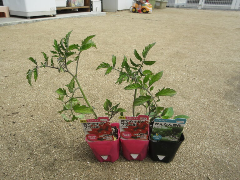 夏野菜を植えたよ！！