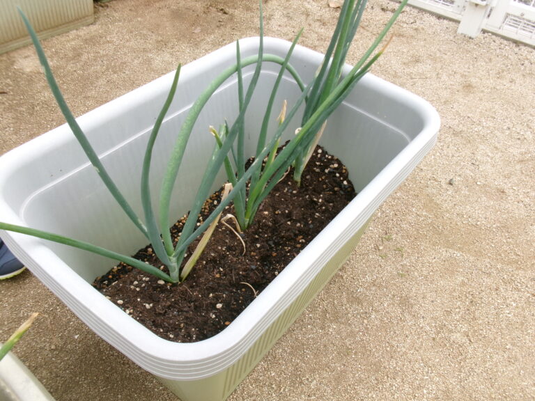 玉ねぎの収穫🧅（2歳児）