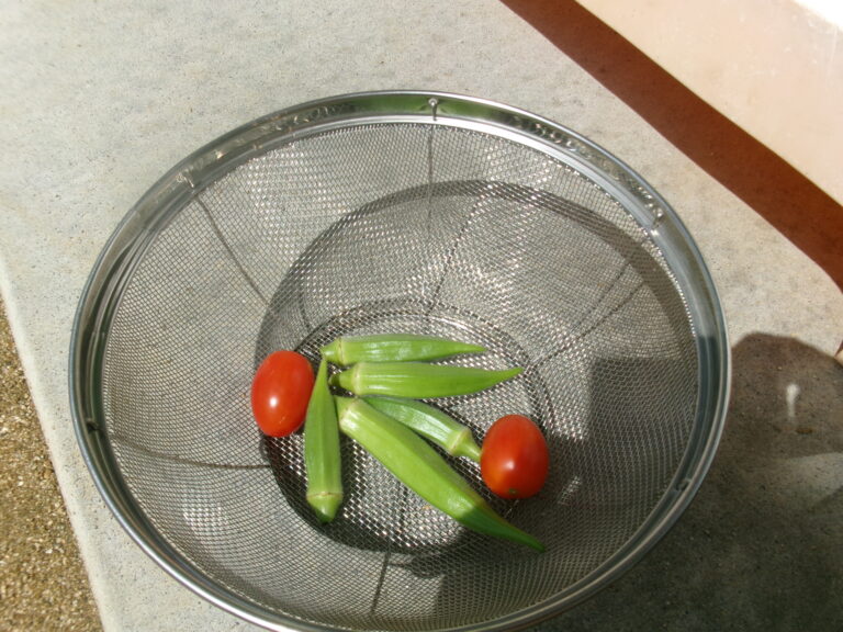 夏野菜の収穫🍅